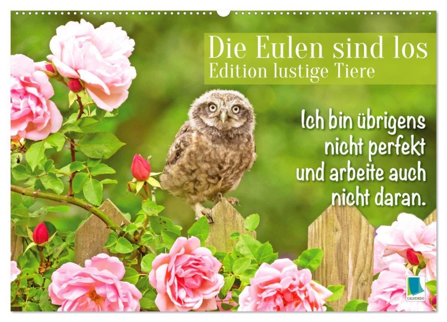 Die Eulen sind los: Edition lustige Tiere (Wandkalender 2026 DIN A2 quer), CALVENDO Monatskalender - Calvendo Calvendo