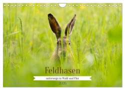 Feldhasen unterwegs in Wald und Flur (Wandkalender 2026 DIN A4 quer), CALVENDO Monatskalender - Angela Merk