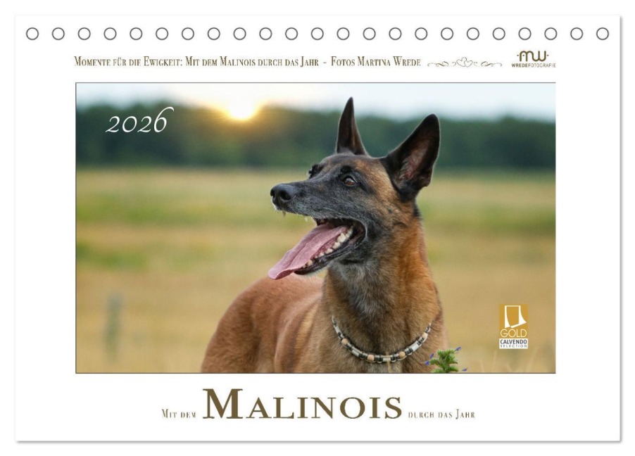 Mit dem Malinois durch das Jahr (Tischkalender 2026 DIN A5 quer), CALVENDO Monatskalender - Martina Wrede - Wredefotografie