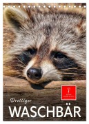 Cover-Bild zum Titel 'Drolliger Waschbär (Tischkalender 2026 DIN A5 hoch), CALVENDO Monatskalender' von 'Peter Roder'