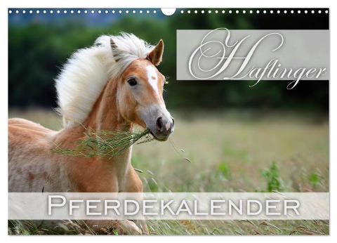 Haflinger / Geburtstagskalender (Wandkalender 2024 DIN A3 quer), CALVENDO Monatskalender - Nicole Noack