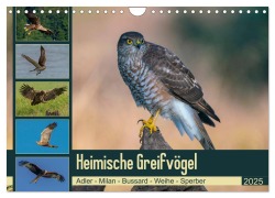 Heimische GREIFVÖGEL Adler Milan Bussard Weihe Sperber (Wandkalender 2025 DIN A4 quer), CALVENDO Monatskalender - Arne Wünsche