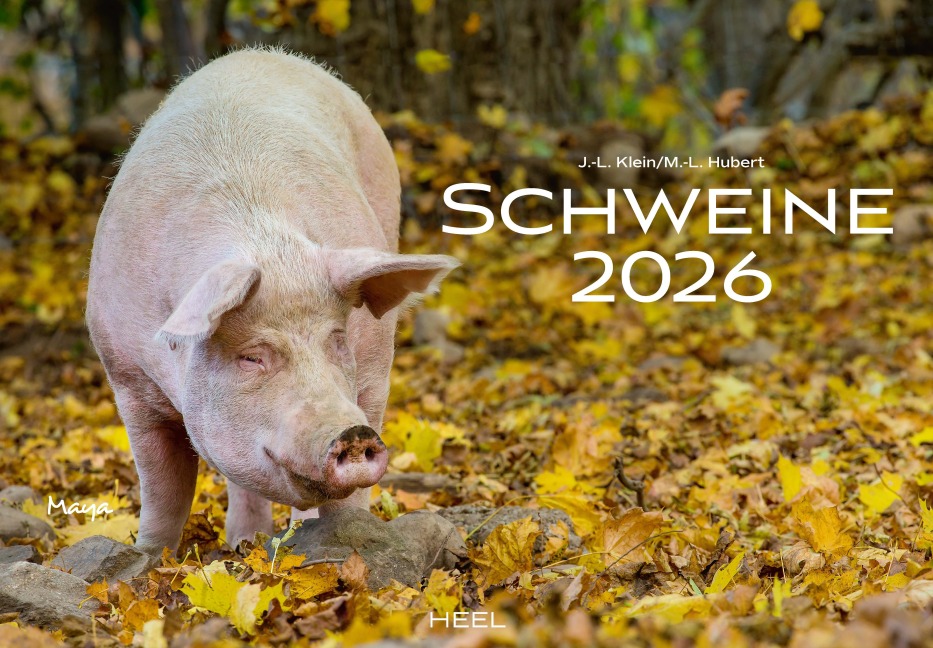 Schweine Kalender 2026 - J. -L. Klein, M. -L. Hubert