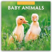 Cover-Bild zum Titel 'Baby Animals - Tierkinder - Tierbabys 2027 - 16-Monatskalender' von 'Robin Red'