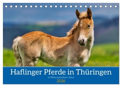 Cover-Bild zum Titel 'Haflinger Pferde in Thüringen (Tischkalender 2026 DIN A5 quer), CALVENDO Monatskalender' von 'Torsten Irmer'
