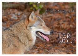 Cover-Bild zum Titel 'Begegnungen DER WOLF (Wandkalender 2026 DIN A2 quer), CALVENDO Monatskalender' von 'Gugigei Gugigei'