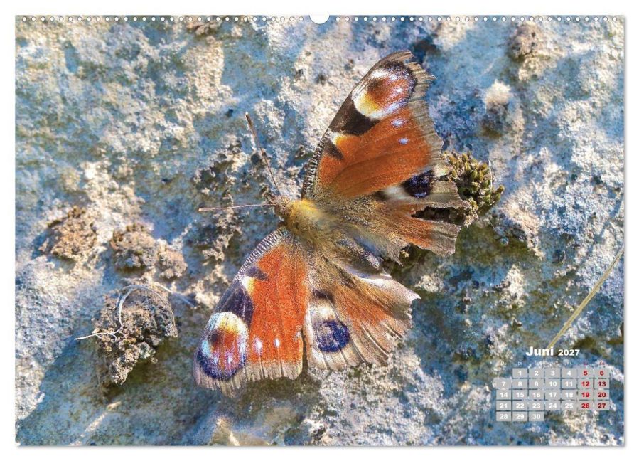 InsideView 11