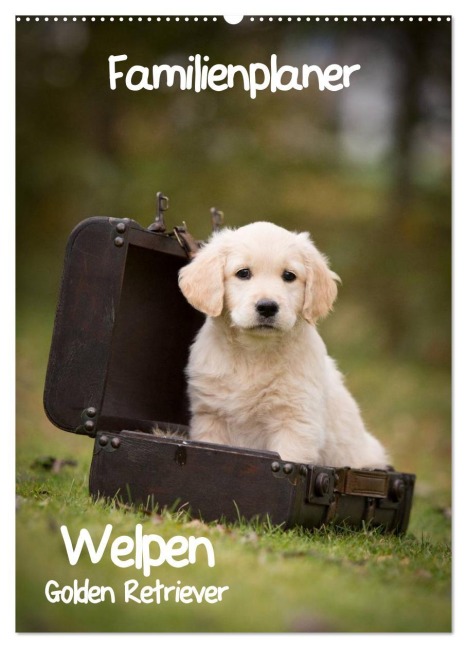 Familienplaner: Golden Retriever Welpen (Wandkalender 2026 DIN A2 hoch), CALVENDO Monatskalender - Anna Auerbach