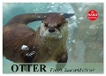 Otter. Frech, laut und clever (Wandkalender 2025 DIN A2 quer), CALVENDO Monatskalender - Elisabeth Stanzer