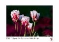 Tulpen - Die Farbe macht die Blume 2022 - White Edition - Timokrates Kalender, Wandkalender, Bildkalender - DIN A3 (42 x 30 cm) - 