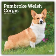 Cover-Bild zum Titel 'Pembroke Welsh Corgis - Pembroke Welsh Corgi 2027 - 16-Monatskalender' von 'Browntrout Publishers'