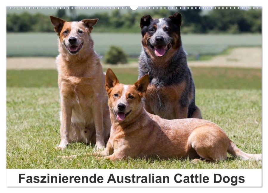Faszinierende Australian Cattle Dogs (Wandkalender 2026 DIN A2 quer), CALVENDO Monatskalender - Fotodesign Verena Scholze