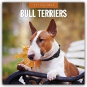 Cover-Bild zum Titel 'Bull Terriers - Bullterrier 2027 - 16-Monatskalender' von 'Robin Red'