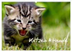 Katzen & Hunde (Wandkalender 2026 DIN A2 quer), CALVENDO Monatskalender - Heiko Lehmann
