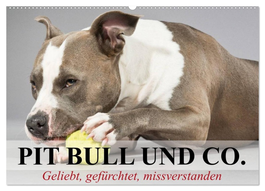 Pit Bull und Co. - Geliebt, gefürchtet, missverstanden (Wandkalender 2026 DIN A2 quer), CALVENDO Monatskalender - Elisabeth Stanzer