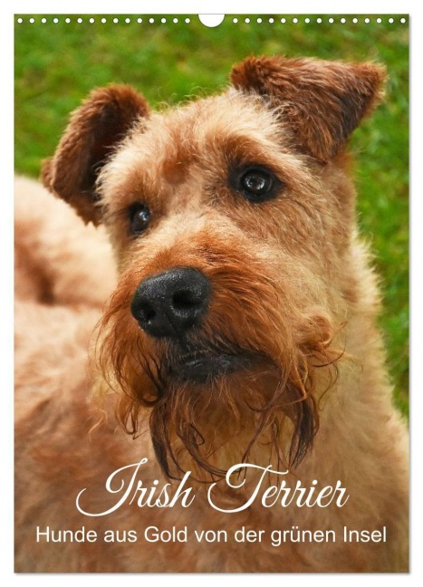 Irish Terrier - Hunde aus Gold von der grünen Insel (Wandkalender 2027 DIN A3 hoch), CALVENDO Monatskalender - Brigitte Deus-Neumann