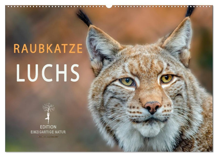 Raubkatze Luchs (Wandkalender 2025 DIN A2 quer), CALVENDO Monatskalender - Peter Roder