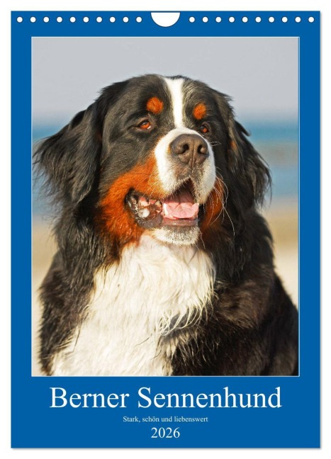 Berner Sennenhund - stark , schön und liebenswert (Wandkalender 2026 DIN A4 hoch), CALVENDO Monatskalender - Sigrid Starick