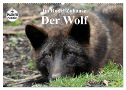Cover-Bild zum Titel 'Im Rudel Zuhause - Der Wolf (Wandkalender 2026 DIN A2 quer), CALVENDO Monatskalender' von 'Arno Klatt'