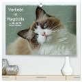 Verliebt in Ragdolls ... die sanfte Katzenrasse (hochwertiger Premium Wandkalender 2024 DIN A2 quer), Kunstdruck in Hochglanz - Marion Reiß-Seibert
