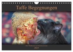 Taffe Begegnungen-Drei Waldkatzen auf Abenteuerreisen (Wandkalender 2025 DIN A4 quer), CALVENDO Monatskalender - Viktor Gross