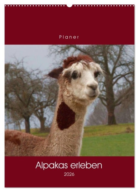 Alpakas erleben (Wandkalender 2026 DIN A2 hoch), CALVENDO Monatskalender - Angelika Keller