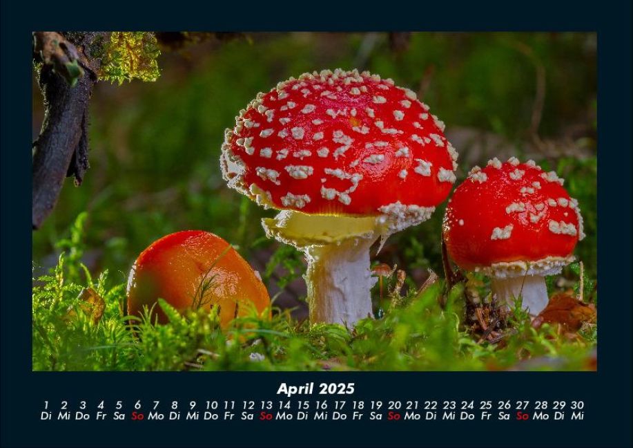 InsideView 8