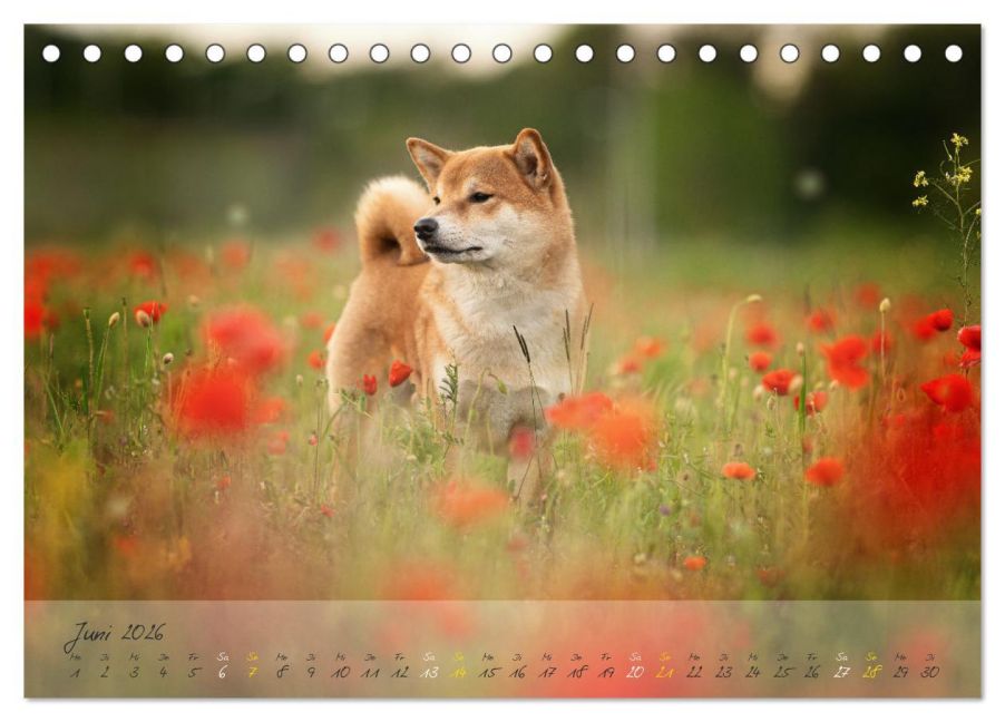 InsideView 11