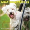 What Dogs Teach Us 2024 7 X 7 Mini Wall Calendar - Willow Creek Press