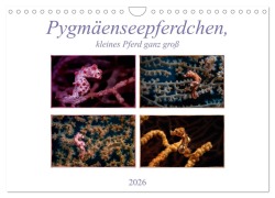 Cover-Bild zum Titel 'Pygmäenseepferdchen, kleines Pferd ganz groß (Wandkalender 2026 DIN A4 quer), CALVENDO Monatskalender' von 'Dieter Gödecke'