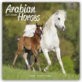 Arabians - Araber - Araber Pferde 2024 - 16-Monatskalender - Avonside Publishing Ltd