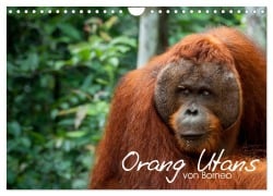 Cover-Bild zum Titel 'Orang Utans von Borneo Tierkalender 2026 (Wandkalender 2026 DIN A4 quer), CALVENDO Monatskalender' von 'Attila Arndt'