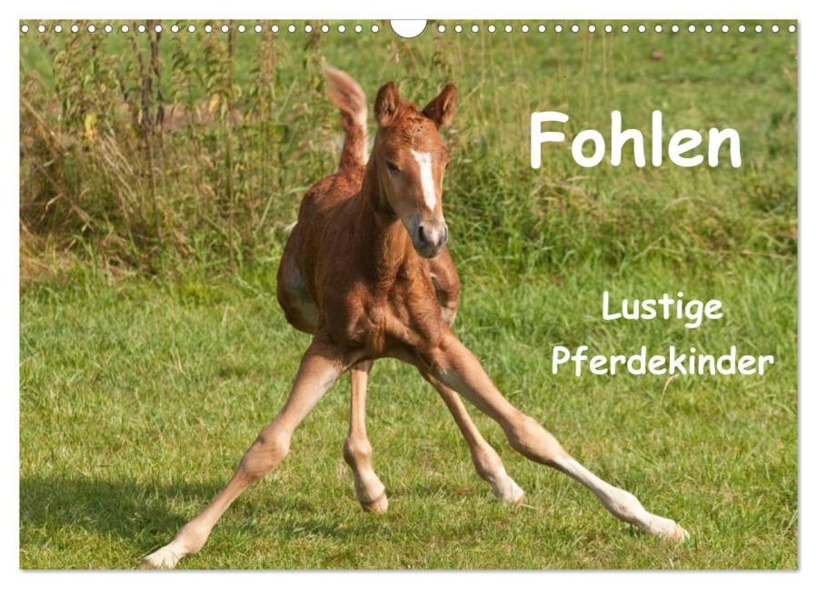 Fohlen - Lustige Pferdekinder (Wandkalender 2026 DIN A3 quer), CALVENDO Monatskalender - Meike Bölts
