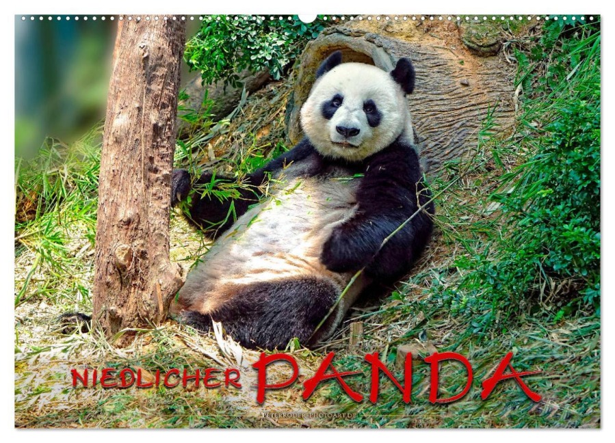 Niedlicher Panda (Wandkalender 2026 DIN A2 quer), CALVENDO Monatskalender - Peter Roder