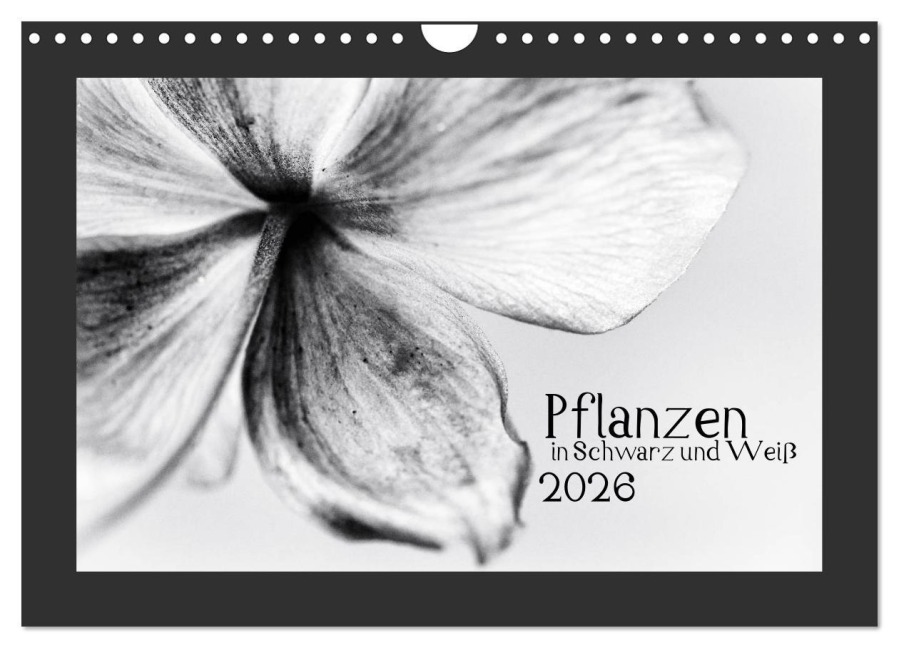 Pflanzen in Schwarz und Weiß (Wandkalender 2026 DIN A4 quer), CALVENDO Monatskalender - Kirsten Karius