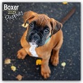 Boxer Puppies - Boxer Welpen 2025 - 16-Monatskalender - Avonside Publishing Ltd