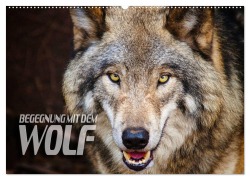 Cover-Bild zum Titel 'Begegnung mit dem Wolf (Wandkalender 2026 DIN A2 quer), CALVENDO Monatskalender' von 'Renate Bleicher'