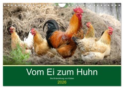 Cover-Bild zum Titel 'Vom Ei zum Huhn. Die Entwicklung von Küken (Wandkalender 2026 DIN A4 quer), CALVENDO Monatskalender' von 'Rose Hurley'