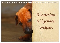 Cover-Bild zum Titel 'Rhodesian Ridgeback Welpen (Wandkalender 2026 DIN A4 quer), CALVENDO Monatskalender' von 'Anke van Wyk'