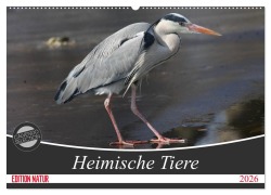 Heimische Tiere (Wandkalender 2026 DIN A2 quer), CALVENDO Monatskalender - SchnelleWelten SchnelleWelten