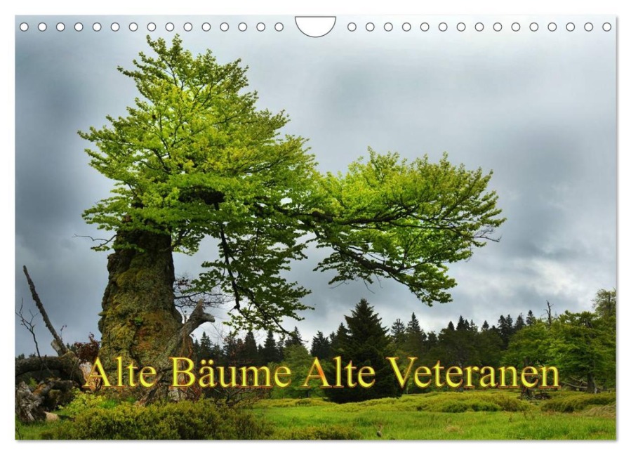 Alte Bäume Alte Veteranen (Wandkalender 2026 DIN A4 quer), CALVENDO Monatskalender - Alte Bäume Alte Veteranen