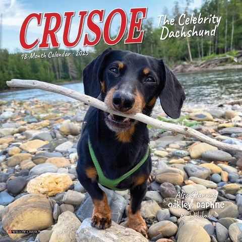 Crusoe the Celebrity Dachshund 2025 7 X 7 Mini Wall Calendar - 