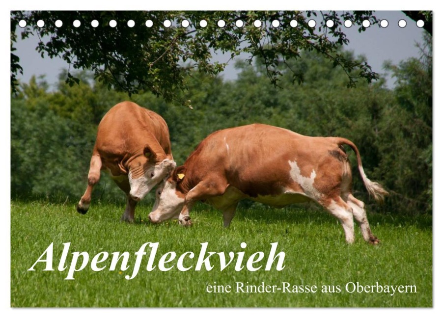 Alpenfleckvieh (Tischkalender 2026 DIN A5 quer), CALVENDO Monatskalender - Karolina Gasteiger