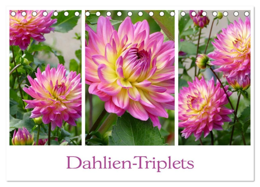 Dahlien-Triplets (Tischkalender 2026 DIN A5 quer), CALVENDO Monatskalender - Christine B-B Müller