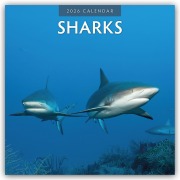 Sharks - Haie 2026 - 16-Monatskalender - Robin Red