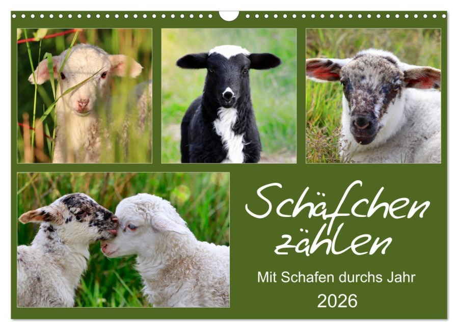 Schäfchen zählen - Mit Schafen durchs Jahr (Wandkalender 2026 DIN A3 quer), CALVENDO Monatskalender - Sabine Löwer