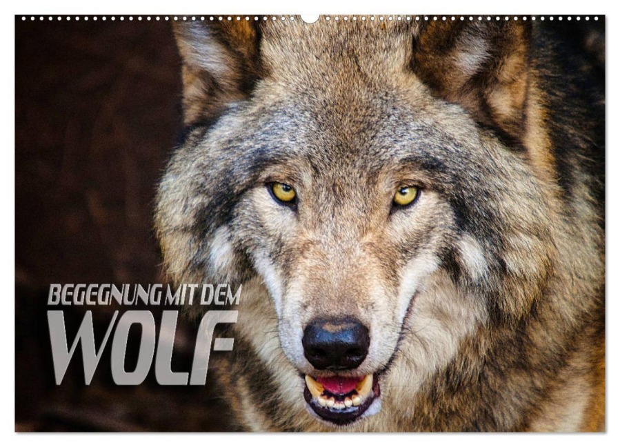 Begegnung mit dem Wolf (Wandkalender 2026 DIN A2 quer), CALVENDO Monatskalender - Renate Bleicher