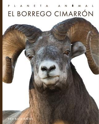 El Borrego Cimarrón - Valerie Bodden