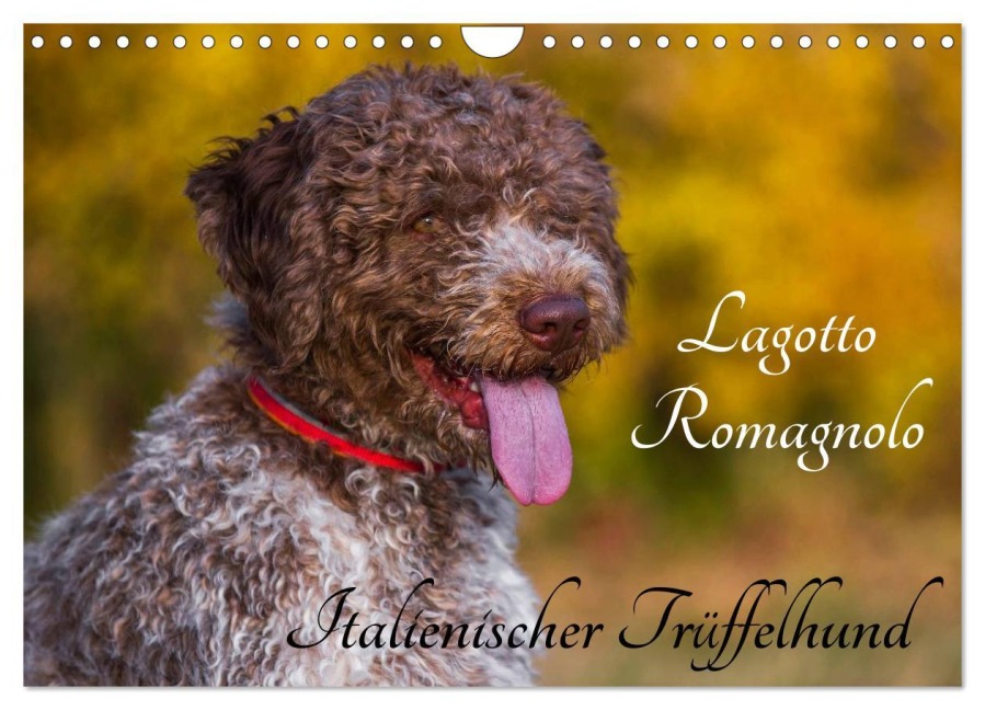 Lagotto Romagnolo - Italienischer Trüffelhund (Wandkalender 2026 DIN A4 quer), CALVENDO Monatskalender - Sigrid Starick