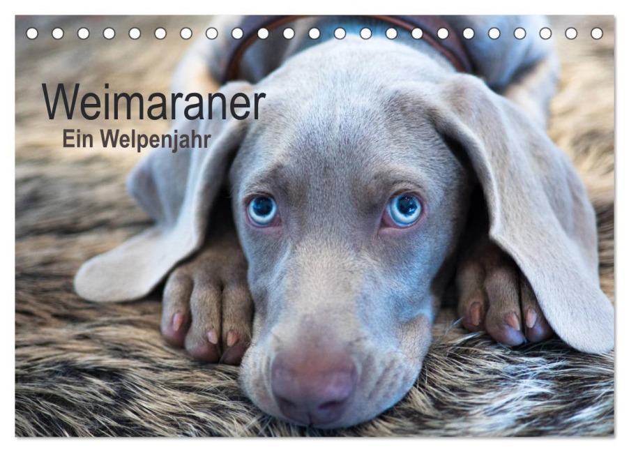 Weimaraner - Ein Welpenjahr (Tischkalender 2026 DIN A5 quer), CALVENDO Monatskalender - Ira Kaltenegger